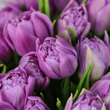 Корпоративный букет махровых тюльпанов