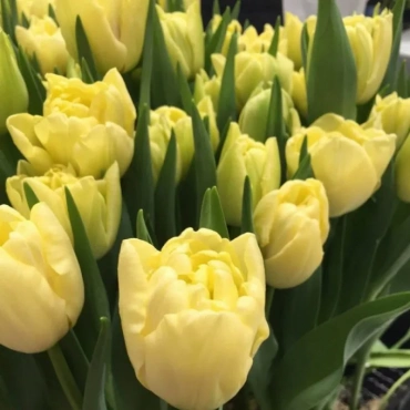 Корпоративный букет махровых тюльпанов