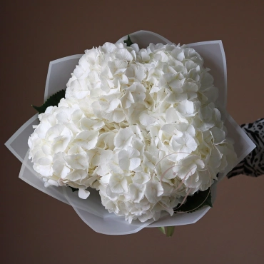 Голландская Гортензия в ассортименте