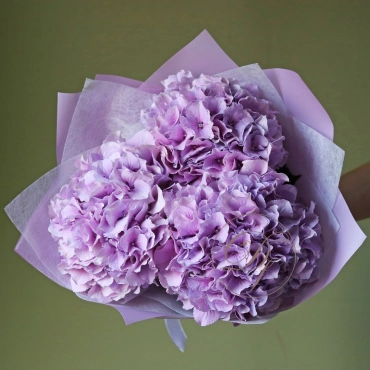 Голландская Гортензия в ассортименте