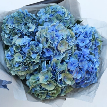 Голландская Гортензия в ассортименте