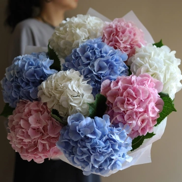 Голландская Гортензия в ассортименте