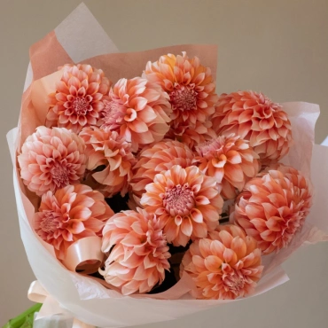 Георгины " Пичес"