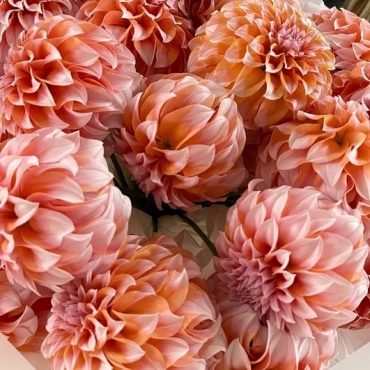 Георгины " Пичес"