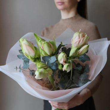 Бело-розовые амариллисы