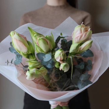 Бело-розовые амариллисы