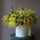 49 веток мимозы