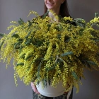 49 веток мимозы