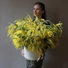 49 веток мимозы