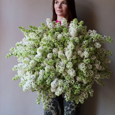 Большой букет белой сирени