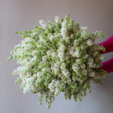 Большой букет белой сирени