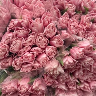 Корпоративный букет  пионовидных тюльпанов