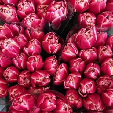 Корпоративный букет  пионовидных тюльпанов