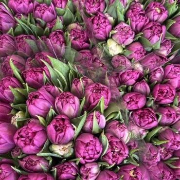 Корпоративный букет  пионовидных тюльпанов