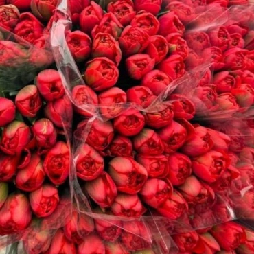 Корпоративный букет  пионовидных тюльпанов