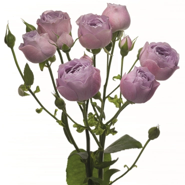 Букет всесезонный