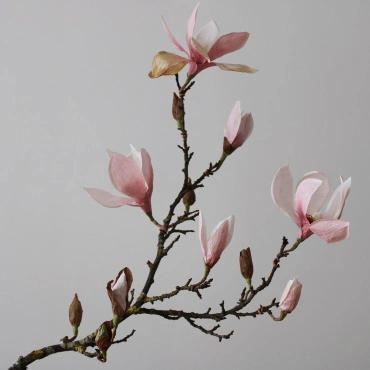 Магнолия цветущие ветки