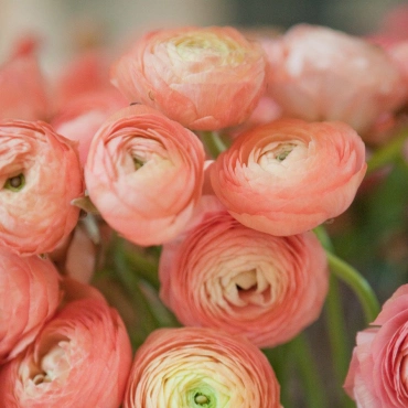 Ранункулюсы персиково-розовые