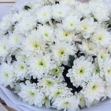 Белая хризантема