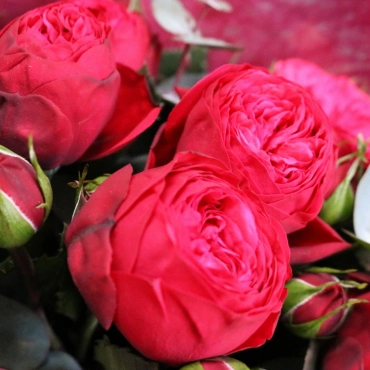 Красные пионовидные розы сорт Ред Пиано