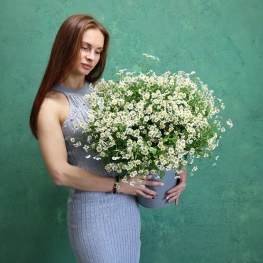 Ромашки в ведре