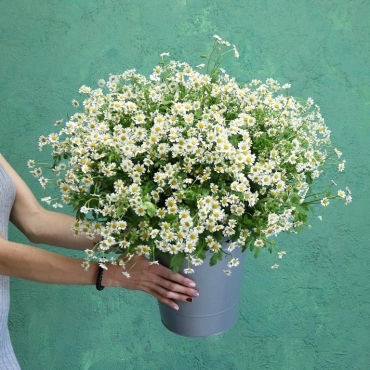 Ромашки в ведре