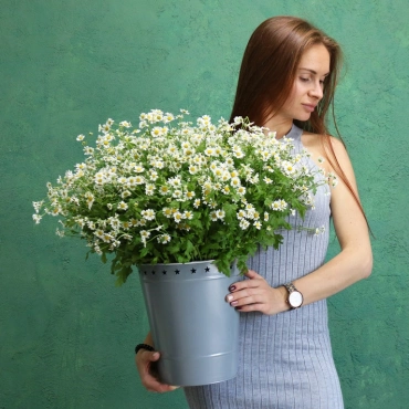 Ромашки в ведре