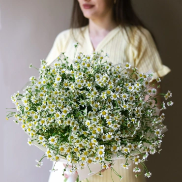 Ромашки Камилла