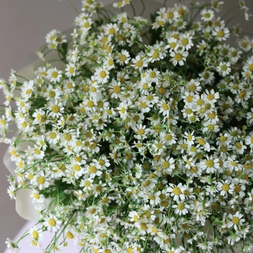 Ромашки Камилла