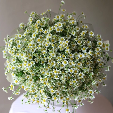 Ромашки Камилла