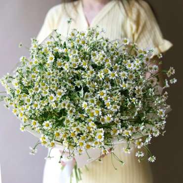 Ромашки Камилла