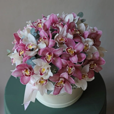 Орхидея цимбидиум в коробочке