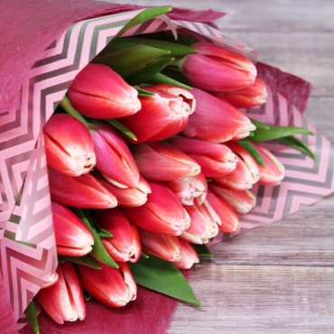 Двухцветные тюльпаны