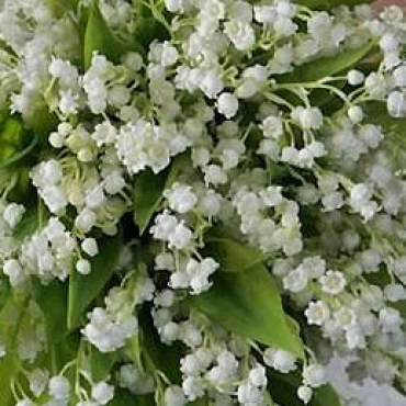 Букет из Ландышей