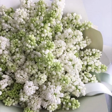 Букет из белой сирени