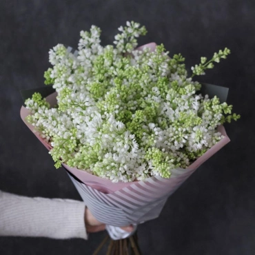 Букет из белой сирени