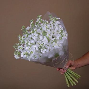 Белая Маттиола