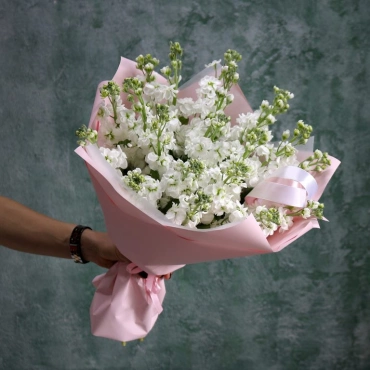 Белая Маттиола