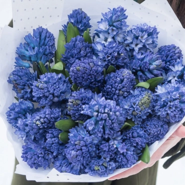 Синие гиацинты