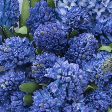 Синие гиацинты