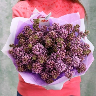 Голландская сирень