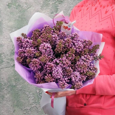 Голландская сирень