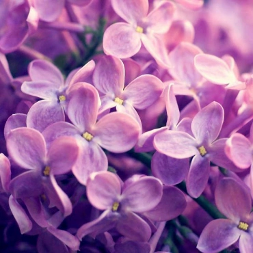 Большой букет сирени