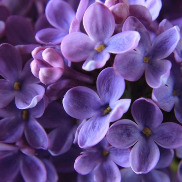 Большой букет сирени