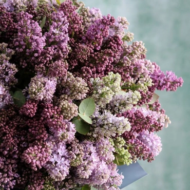 Сирень в ассортименте