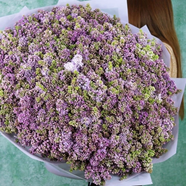 Роскошный букет сирени