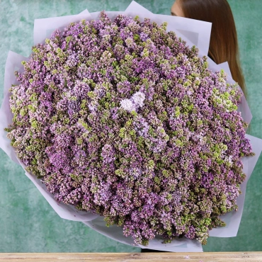 Роскошный букет сирени