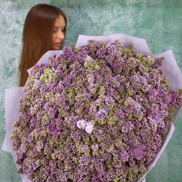 Роскошный букет сирени